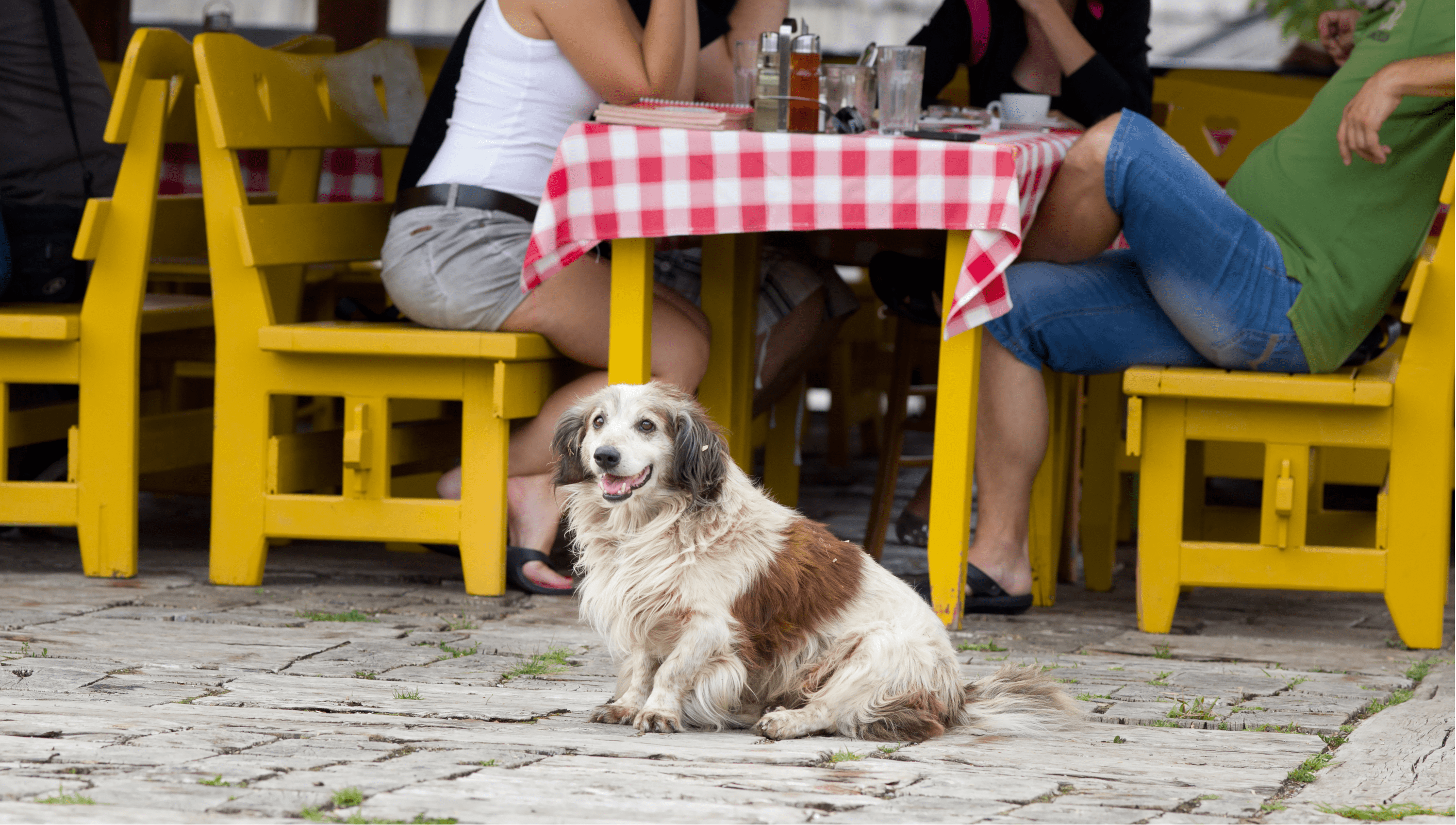 Los mejores restaurantes pet-friendly en Coyoacán | Vivanuncios